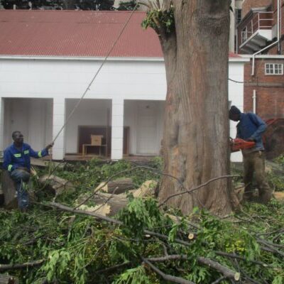 tree cutting